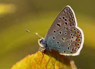 okgzl Mavi (Polyommatus icarus)