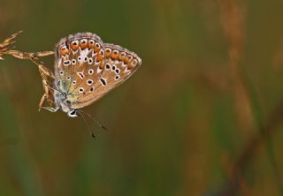 okgzl Mavi (Polyommatus icarus)