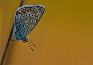 okgzl Mavi (Polyommatus icarus)