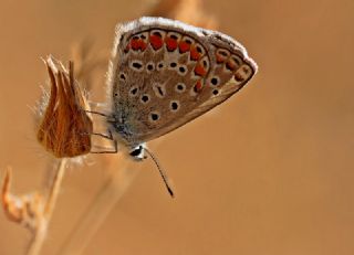 okgzl Mavi (Polyommatus icarus)