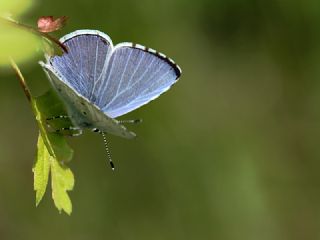 Kutsal Mavi (Celastrina argiolus)