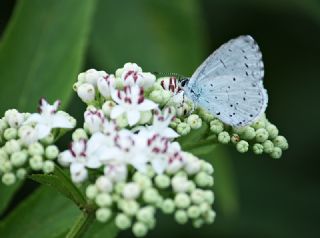 Kutsal Mavi (Celastrina argiolus)