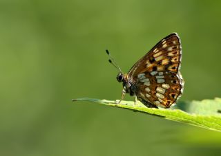 ncili Kelebek (Hamearis lucina)