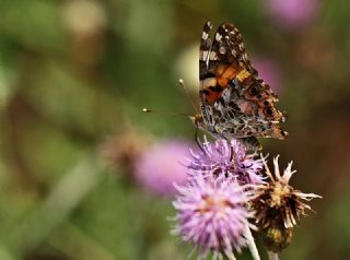 Diken Kelebei (Vanessa cardui)