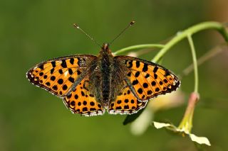 spanyol Kraliesi (Issoria lathonia)