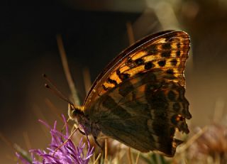 Cengaver (Argynnis paphia)