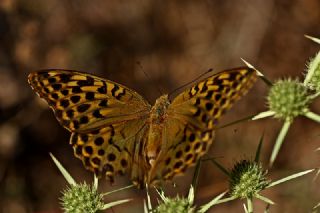 Cengaver (Argynnis paphia)