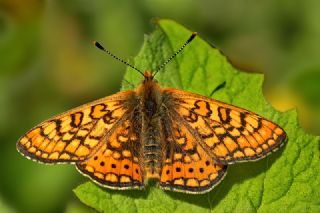 Nazuum (Euphydryas aurinia)