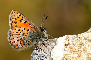 Akbes Gelincii (Tomares nesimachus)