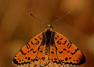 Benekli parhan (Melitaea didyma)