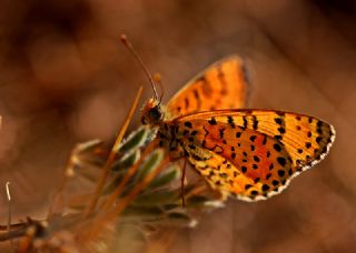 Benekli parhan (Melitaea didyma)