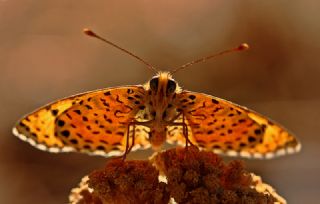 Benekli parhan (Melitaea didyma)