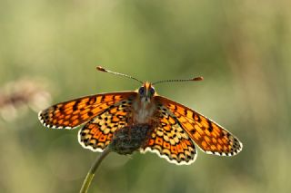 parhan (Melitaea cinxia)