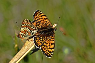 parhan (Melitaea cinxia)