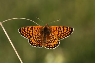 parhan (Melitaea cinxia)