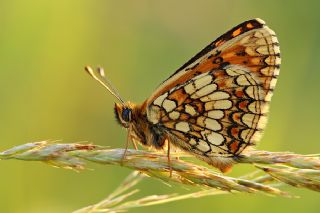 Amannisa (Melitaea athalia)