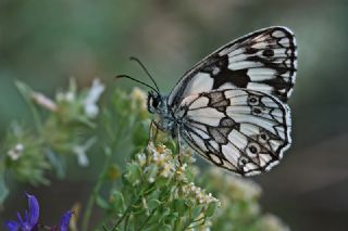 Orman Melikesi (Melanargia galathea)