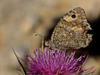 Seyit (Arethusana arethusa)