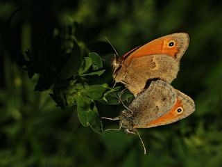 Kk Zpzp Perisi (Coenonympha pamphilus)