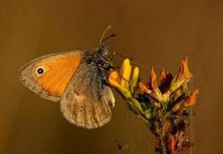 Kk Zpzp Perisi (Coenonympha pamphilus)