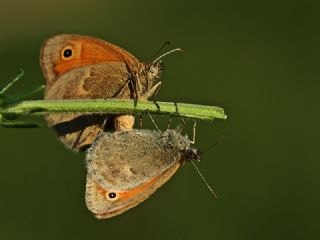 Kk Zpzp Perisi (Coenonympha pamphilus)