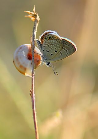 Akdeniz Mcevher Kelebei (Chilades galba)