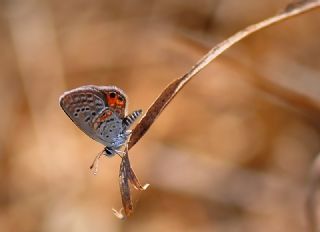 Mcevher Kelebei (Chilades trochylus)