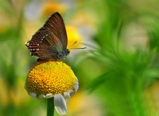 Byk Sevbeni (Satyrium ilicis)