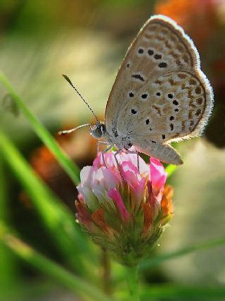 Karsandra (Zizeeria karsandra)