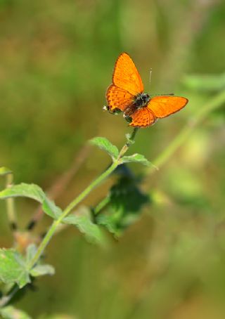 Kk Ate Gzeli (Lycaena thersamon)