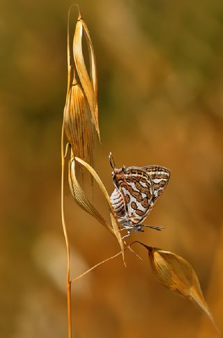 eytanck (Cigaritis acamas)