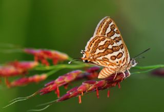 eytanck (Cigaritis acamas)