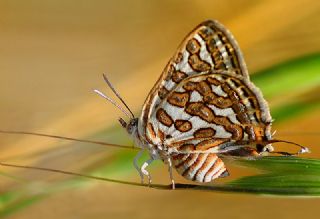 eytanck (Cigaritis acamas)