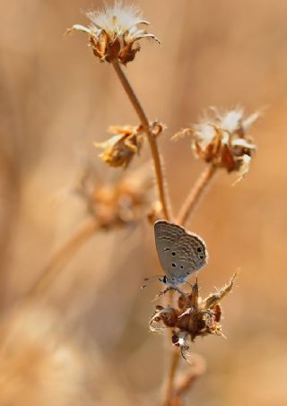 Mcevher Kelebei (Chilades trochylus)