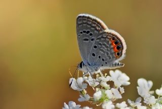 Mcevher Kelebei (Chilades trochylus)