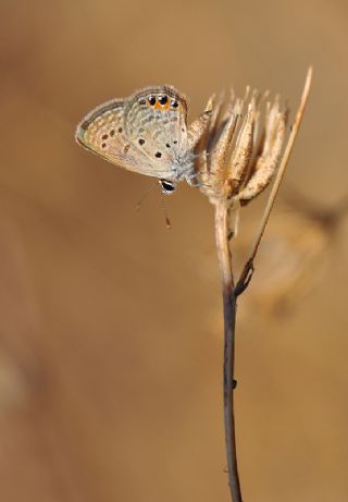 Mcevher Kelebei (Chilades trochylus)