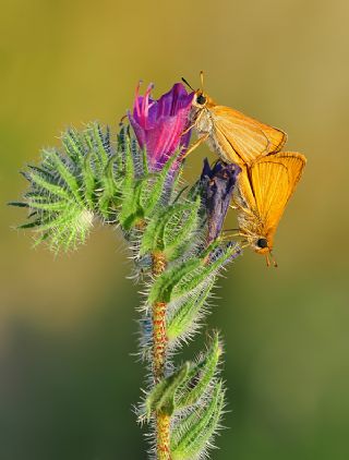 Sar Antenli Zpzp (Thymelicus sylvestris)