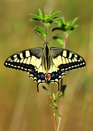 Krlangkuyruk (Papilio machaon)