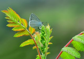 Kutsal Mavi (Celastrina argiolus)