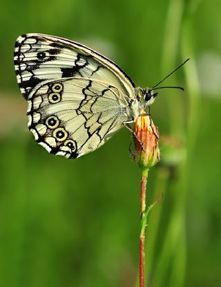 Akdeniz Melikesi (Melanargia titea)