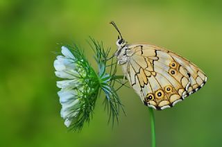 Akdeniz Melikesi (Melanargia titea)