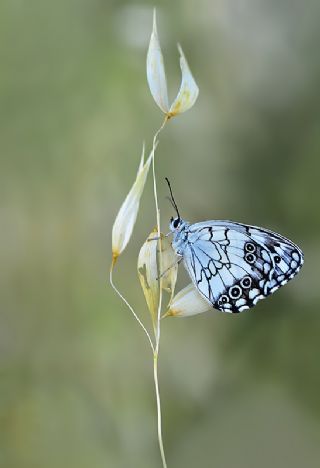 Akdeniz Melikesi (Melanargia titea)