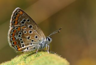 okgzl Mavi (Polyommatus icarus)