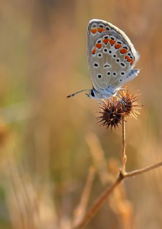 okgzl Mavi (Polyommatus icarus)