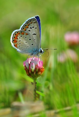 okgzl Mavi (Polyommatus icarus)