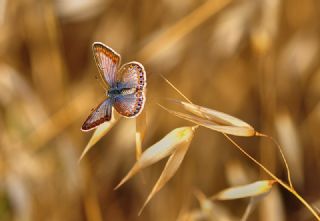 okgzl Mavi (Polyommatus icarus)