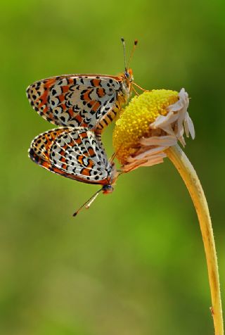 parhan (Melitaea cinxia)