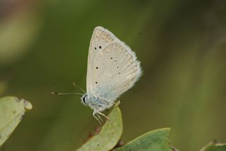 okgzl Dafnis (Polyommatus daphnis)