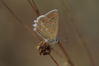 okgzl Dafnis (Polyommatus daphnis)