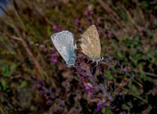 okgzl Dafnis (Polyommatus daphnis)